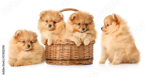 Puppies in a basket