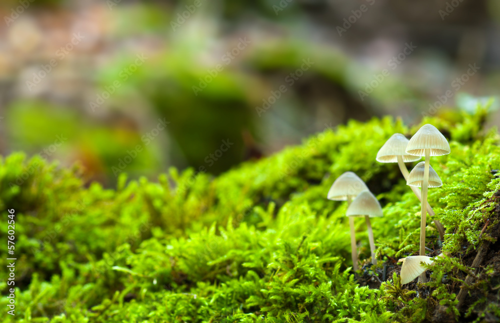 Group of small gorgeous mushrooms surrounded by green grass Group of small gorgeous mushrooms surrounded by green grass