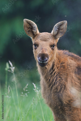 Moose calf portrait