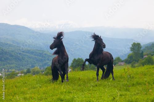 Two black stallions play on a summer pasture