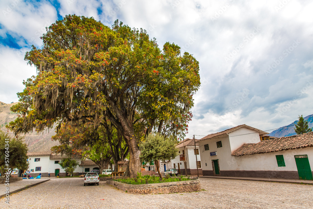 Large tree Pisonay with red, flower in Peru,Puno,South America Large tree Pisonay with red, flower in Peru,Puno,South America