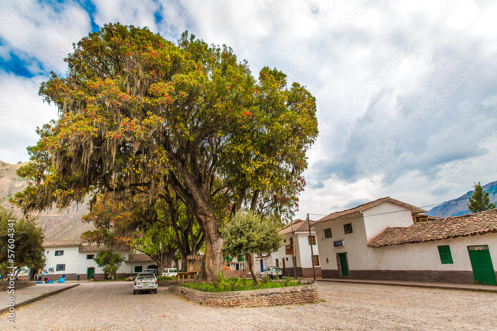 Large tree Pisonay with red, flower in Peru,Puno,South America