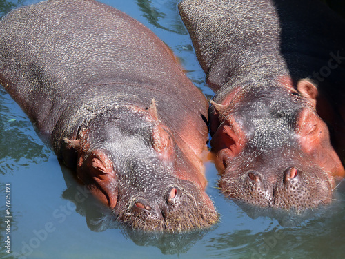 Fotografie two hippos