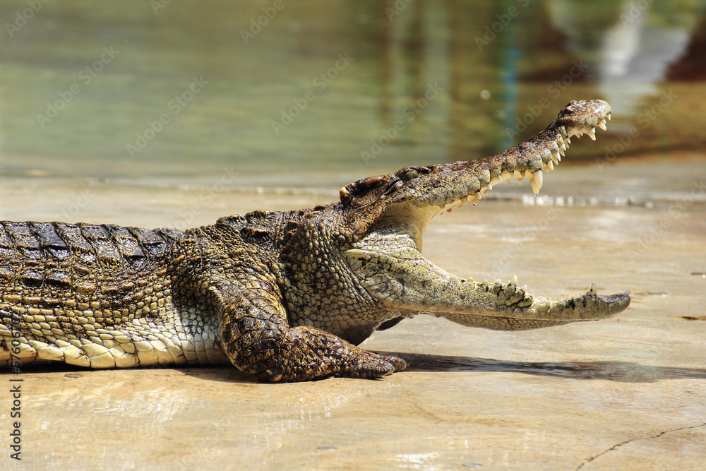 Fototapeta premium Close up of crocodile
