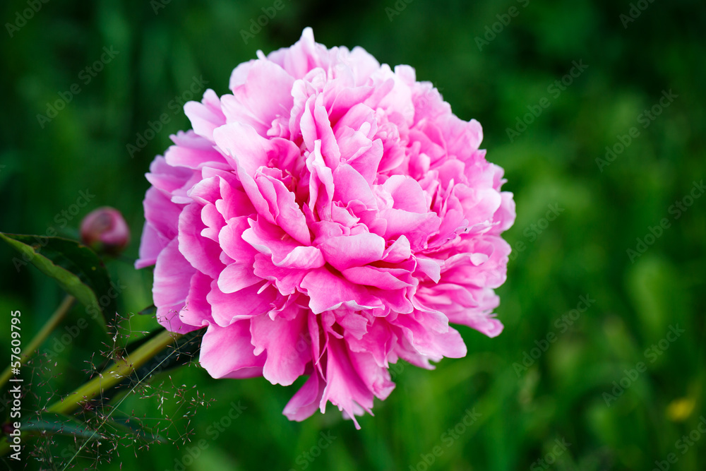 Fototapeta premium pink peony flower