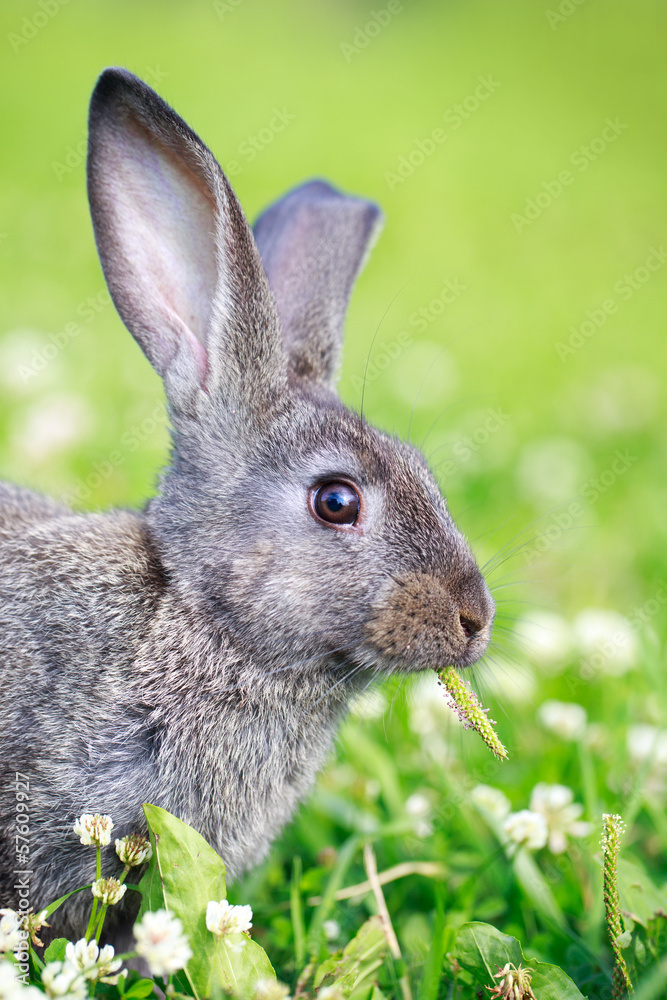 Fototapeta premium little gray rabbit on meadow