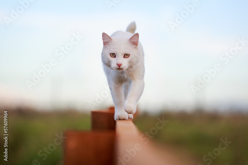 White cat on fence