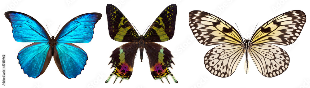 Fototapeta premium Many different beautiful butterflies