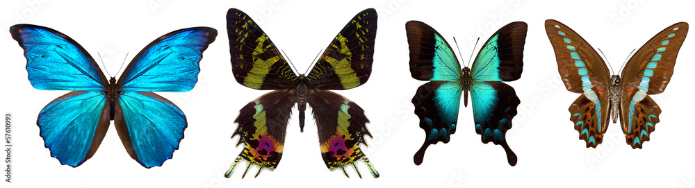 Obraz Many different beautiful butterflies