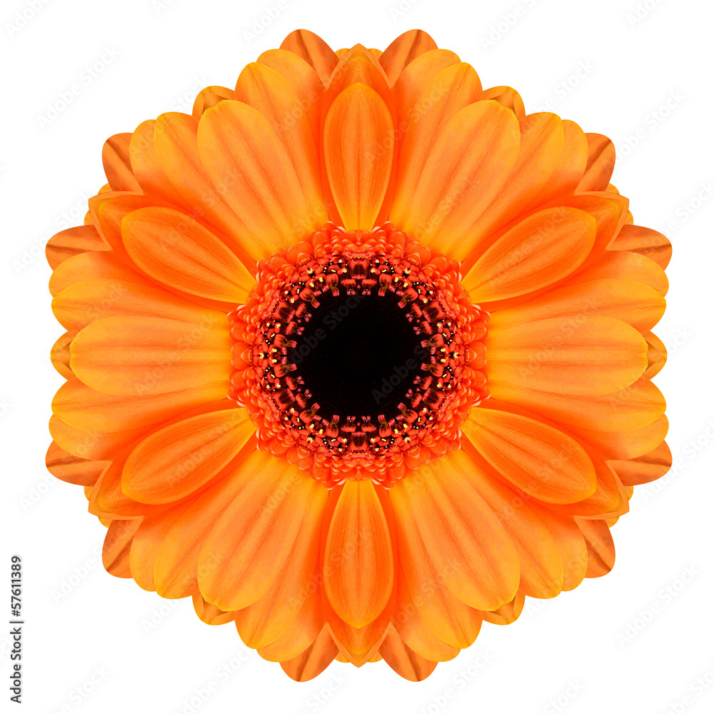 Orange Mandala Gerbera Flower Kaleidoscope Isolated Orange Mandala Gerbera Flower Kaleidoscope Isolated