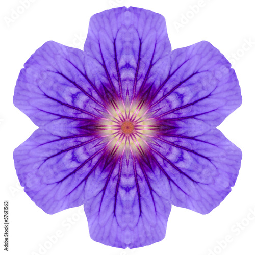 Purple Mandala Geranium Flower Isolated on White