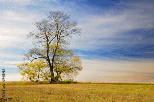 Lonely autumn tree