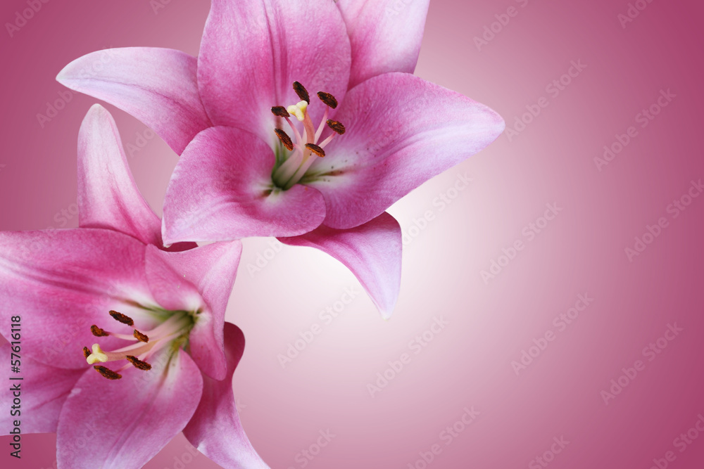 Two gentle pink lilies on a pink background Two gentle pink lilies on a pink background