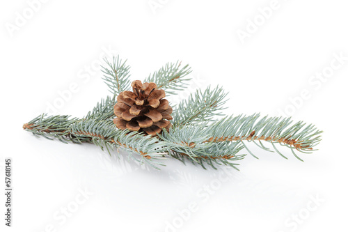 Valokuva blue spruce twig with cone