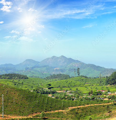 mountain tea plantation landscape in India