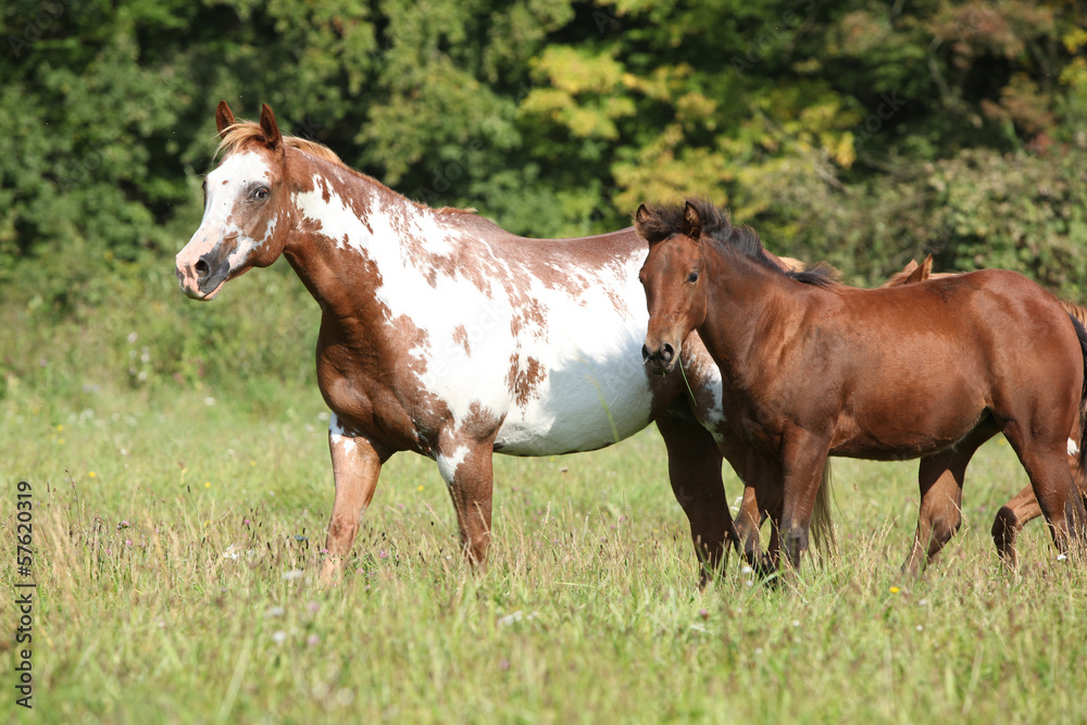 Mare with foal running in freedom Mare with foal running in freedom
