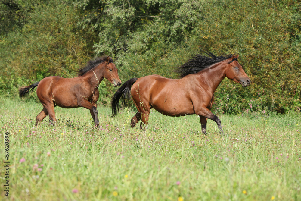 Fototapeta premium Brown quarter horse mare with foal running