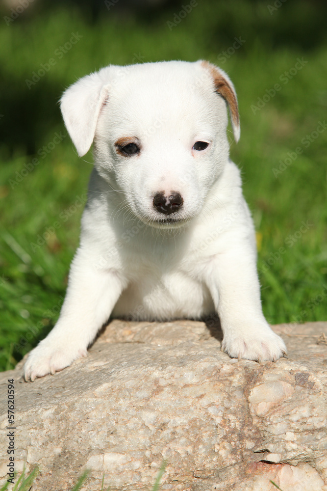 Adorable jack russell terrier puppy on some stone