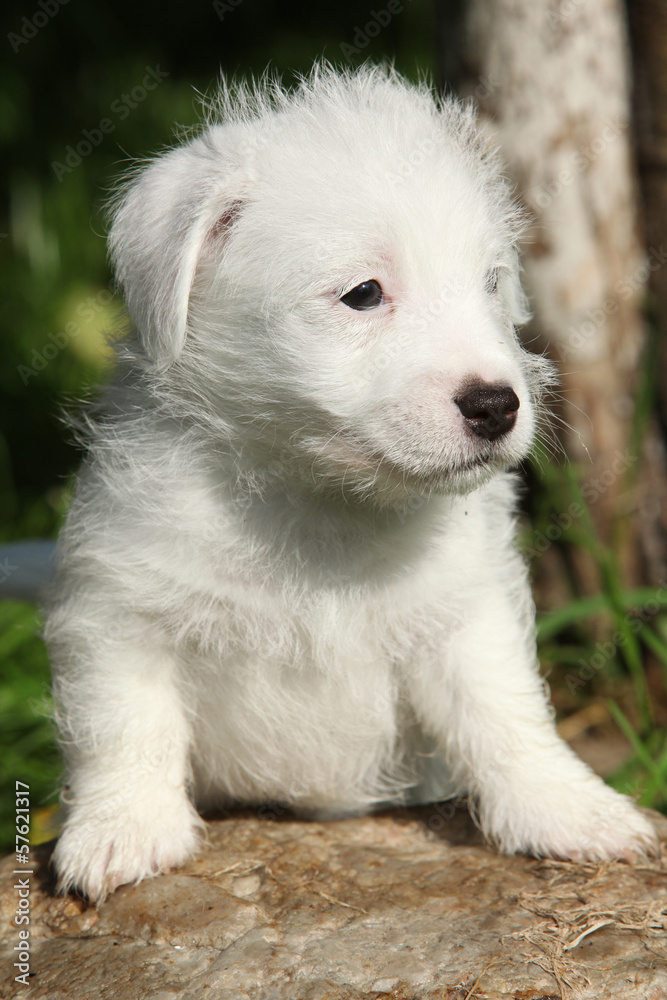 Adorable jack russell terrier puppy on some stone