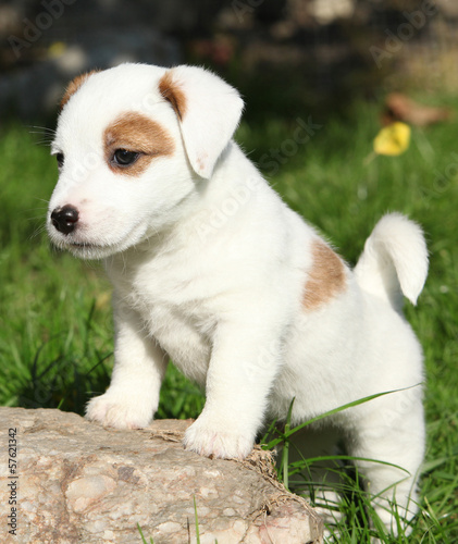 Adorable jack russell terrier puppy standing © Zuzana Tillerova