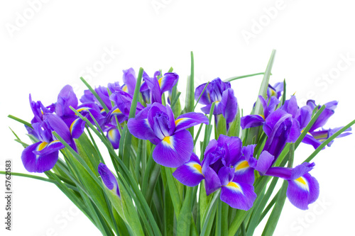 bunch of blue irise flowers