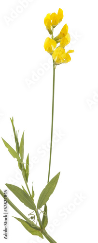Lathyrus pratensis