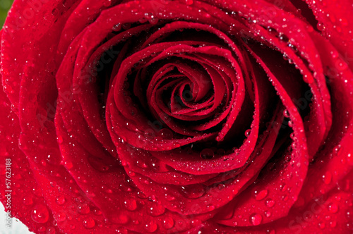 Fototapeta Naklejka Na Ścianę i Meble -  Red natural rose background