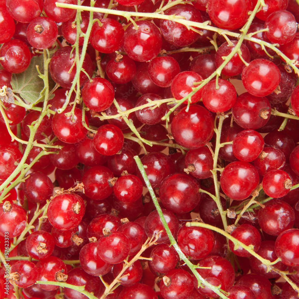 redcurrant redcurrant