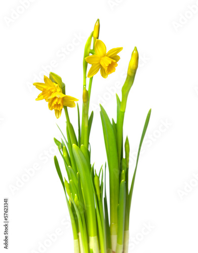 narcissus