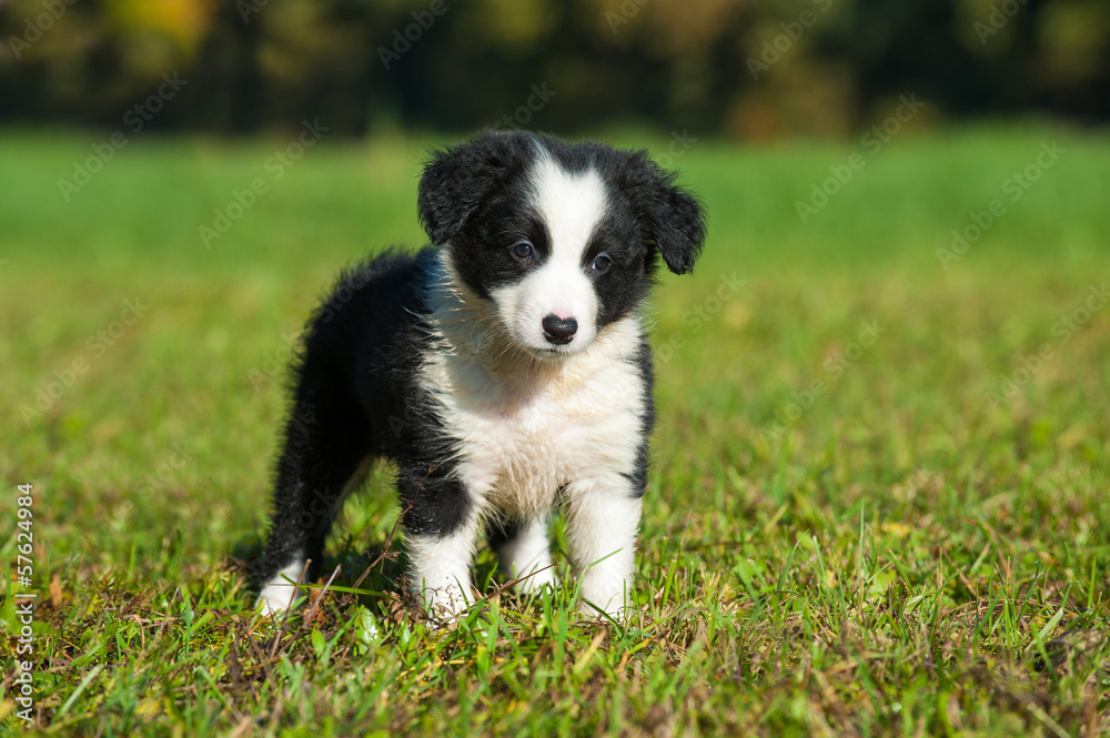 Border Collie Welpe Border Collie Welpe