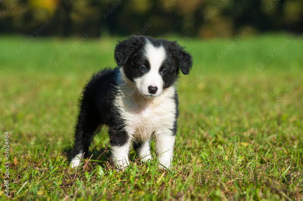 Border Collie Welpe