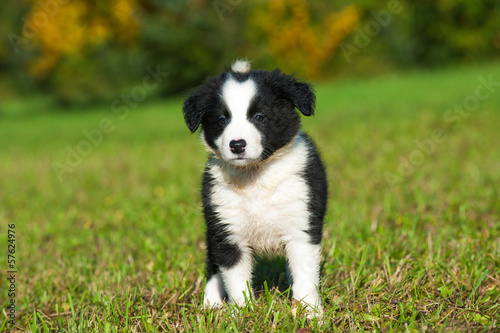 Border Collie Welpe