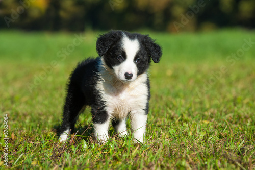 Border Collie Welpe © DoraZett