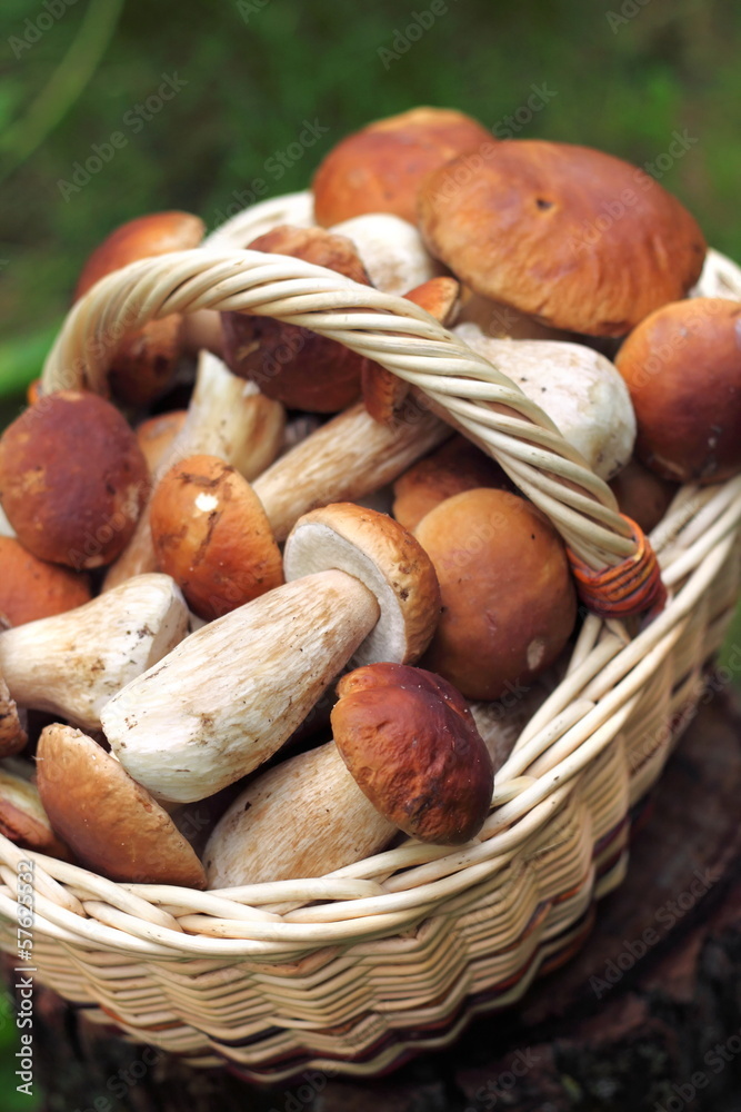 Basket with wild forest mushrooms Basket with wild forest mushrooms