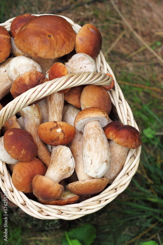 Basket with wild forest mushrooms