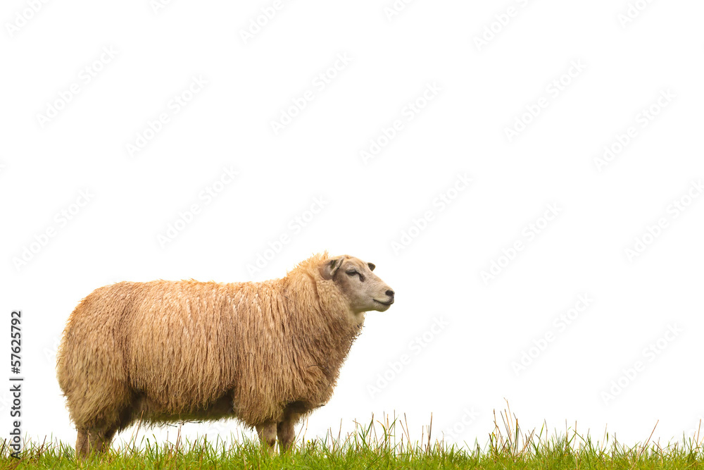 Fototapeta premium Mature sheep isolated on white