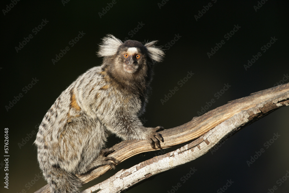 Fototapeta premium Common marmoset, Callithrix jacchus