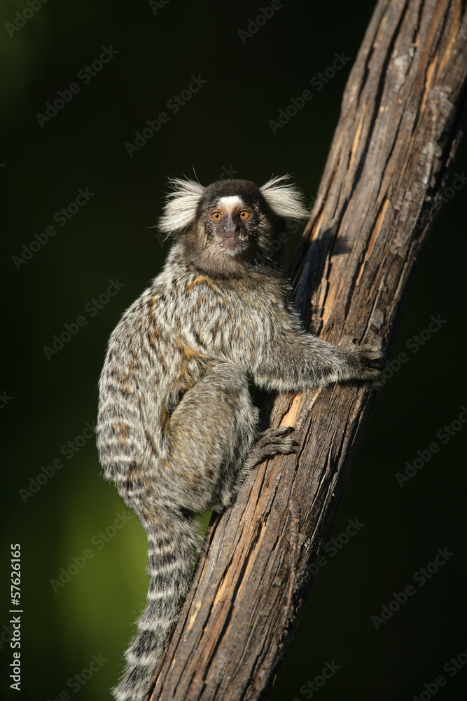 Naklejka premium Common marmoset, Callithrix jacchus
