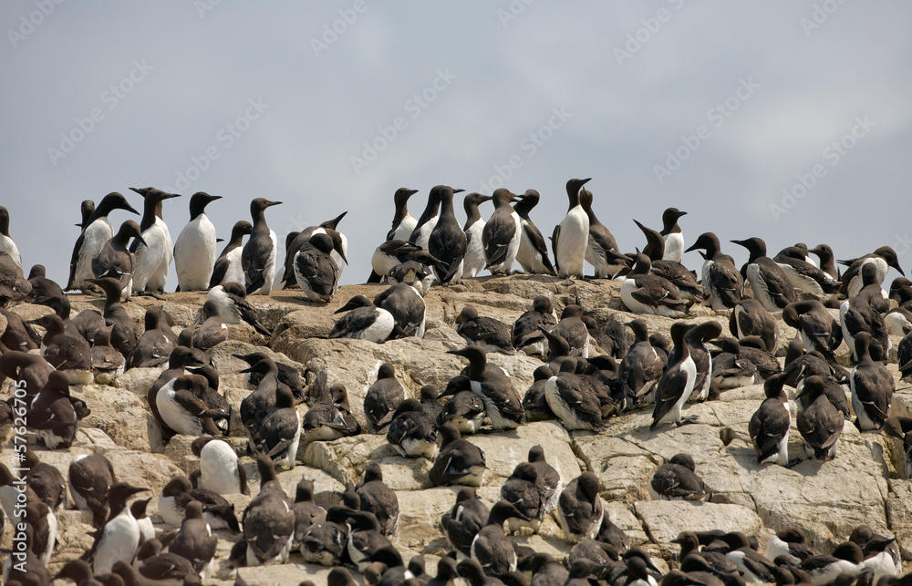 Fototapeta premium Common guillemot, bridled , Uria aalge at Farne islands