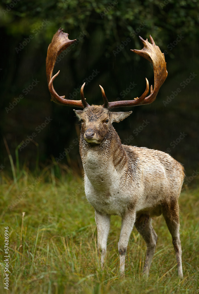 Obraz premium Fallow deer stands in the rain during the rutting season