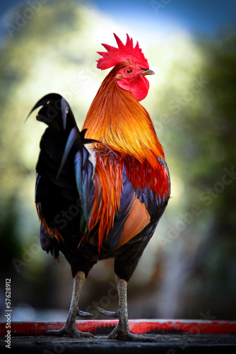 Photo Colorful rooster