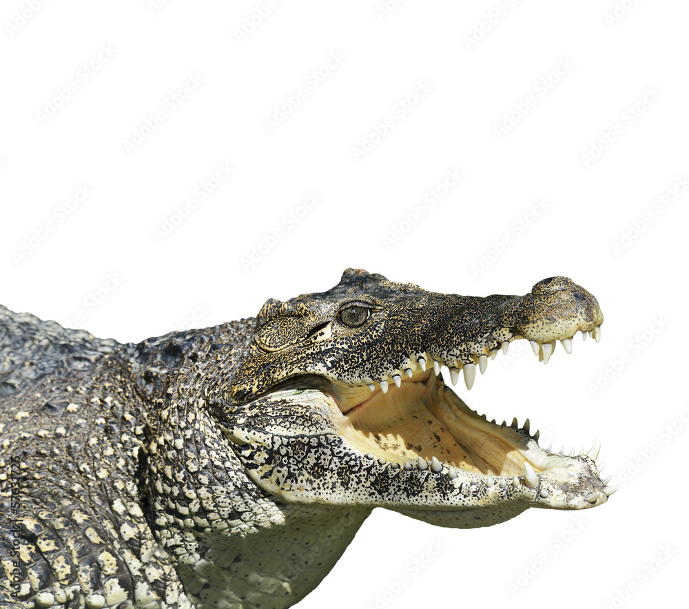 Fototapeta premium Crocodile With Open Mouth