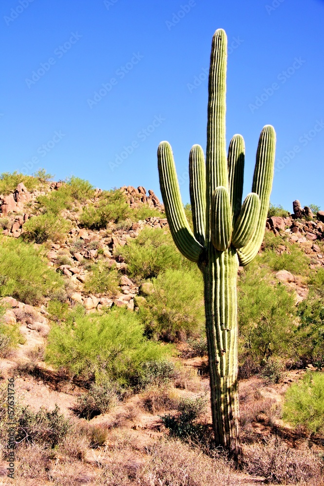 Giant Saguaro cactus in the Arizona dessert