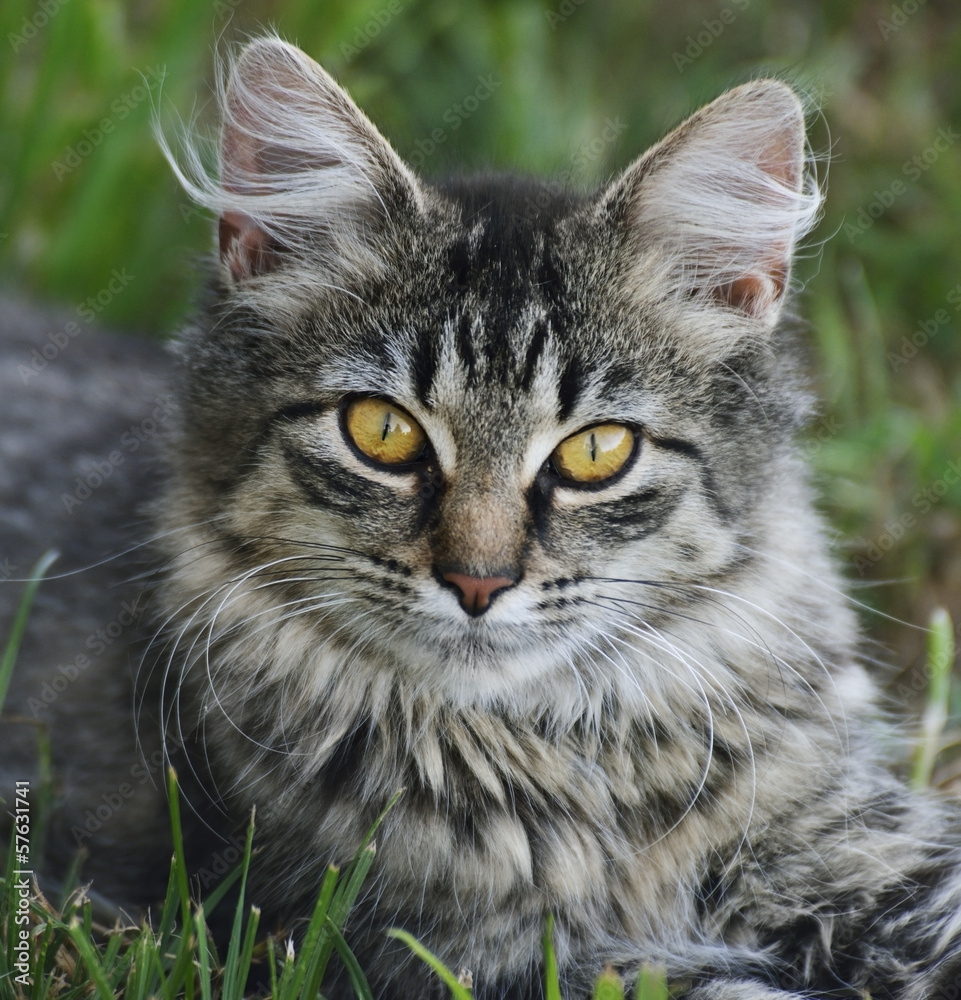 Cat Portrait Cat Portrait