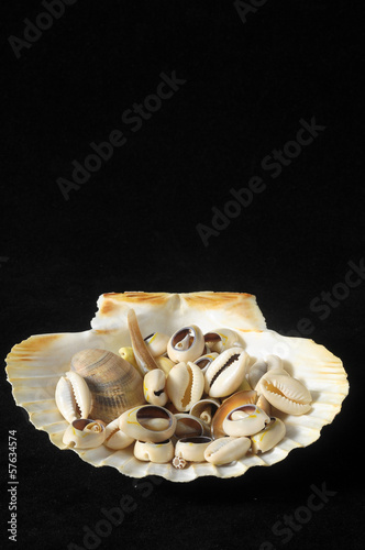 Sea Shell photo