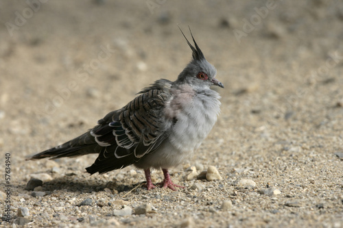 Crested pigeon, Geophaps lophotes