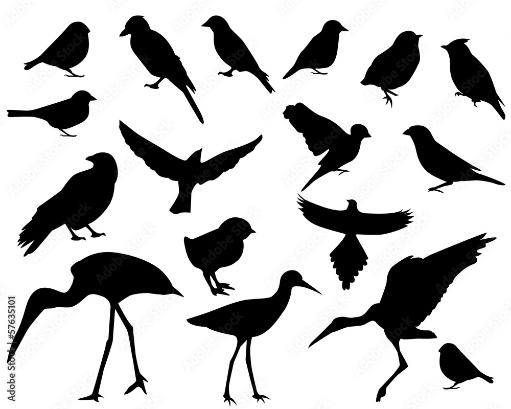 Obraz premium Set of silhouettes of birds