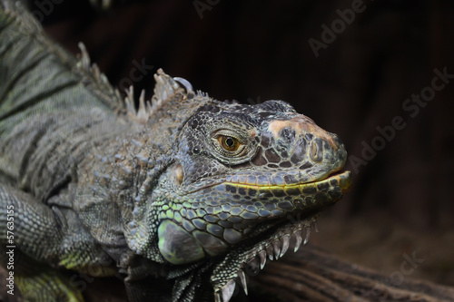 Closeup picture of iguana. © noumnano