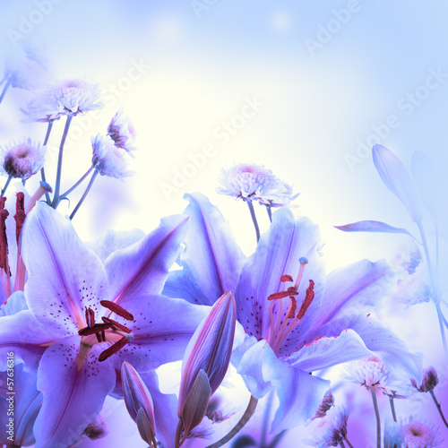 Fototapeta Naklejka Na Ścianę i Meble -  Multi-colored lilies on a dark background