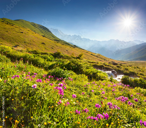 Blooming pink flowers in the Caucasian mountains